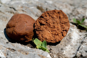 Bloodworm Teig