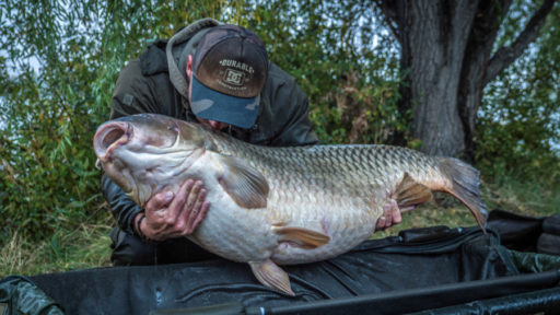 Patrik Kormos mit dem größten Karpfen Ungarns, über 40 Kilo schwer, gefangen auf GLM Boilies und GLM Liquid von Naturebaits