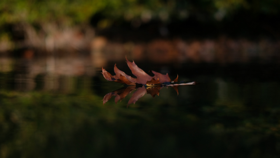 Benjamin Kessenich berichtet vom Karpfenangeln im Herbst mit Dickenmittel 2.0 und WSC Boilies von Naturebaits an einem Kölner Baggersee.