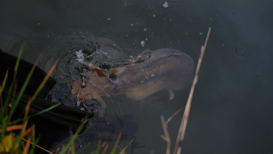 Benjamin Kessenich berichtet vom Karpfenangeln im Herbst mit Dickenmittel 2.0 und WSC Boilies von Naturebaits an einem Kölner Baggersee.