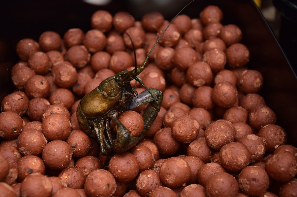 Andreas Heinz berichtet bei Naturebaits über seine Angelsaison 2018 und 2019 auf Karpfen mit Dickenmittel 2.0 und GLM Boilies