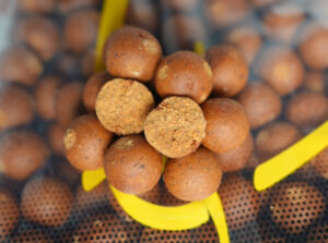 Bloodworm News