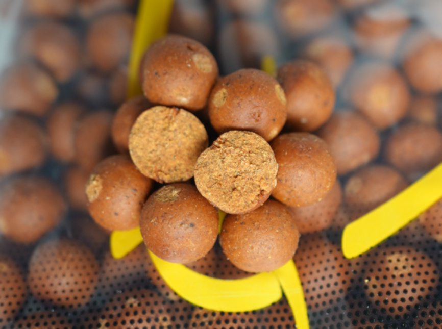Bloodworm News