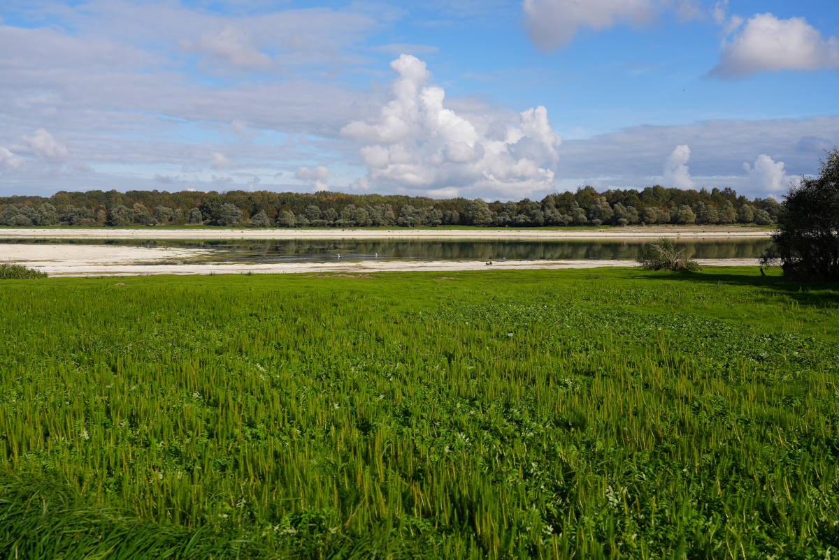 Grüne Wiese und wasserleere Bucht am Lac du Der-Chantecoq