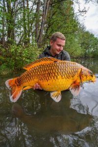 Robin Jagott fängt auf GLM Boilies einen großen Koi Karpfen