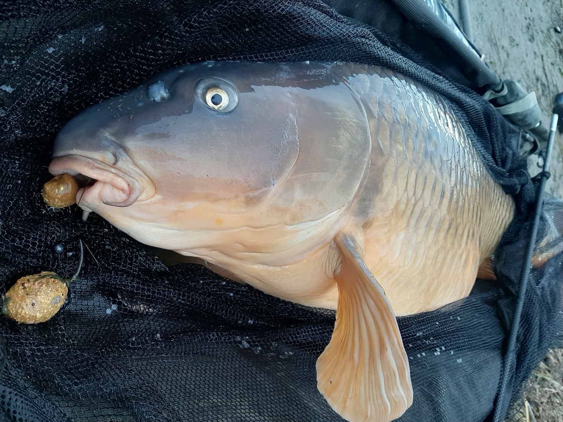 Jan Obentheuer mit 36 Kilo Weihnachtskarpfen - gefangen auf einen Naturebaits Prototypenboilie