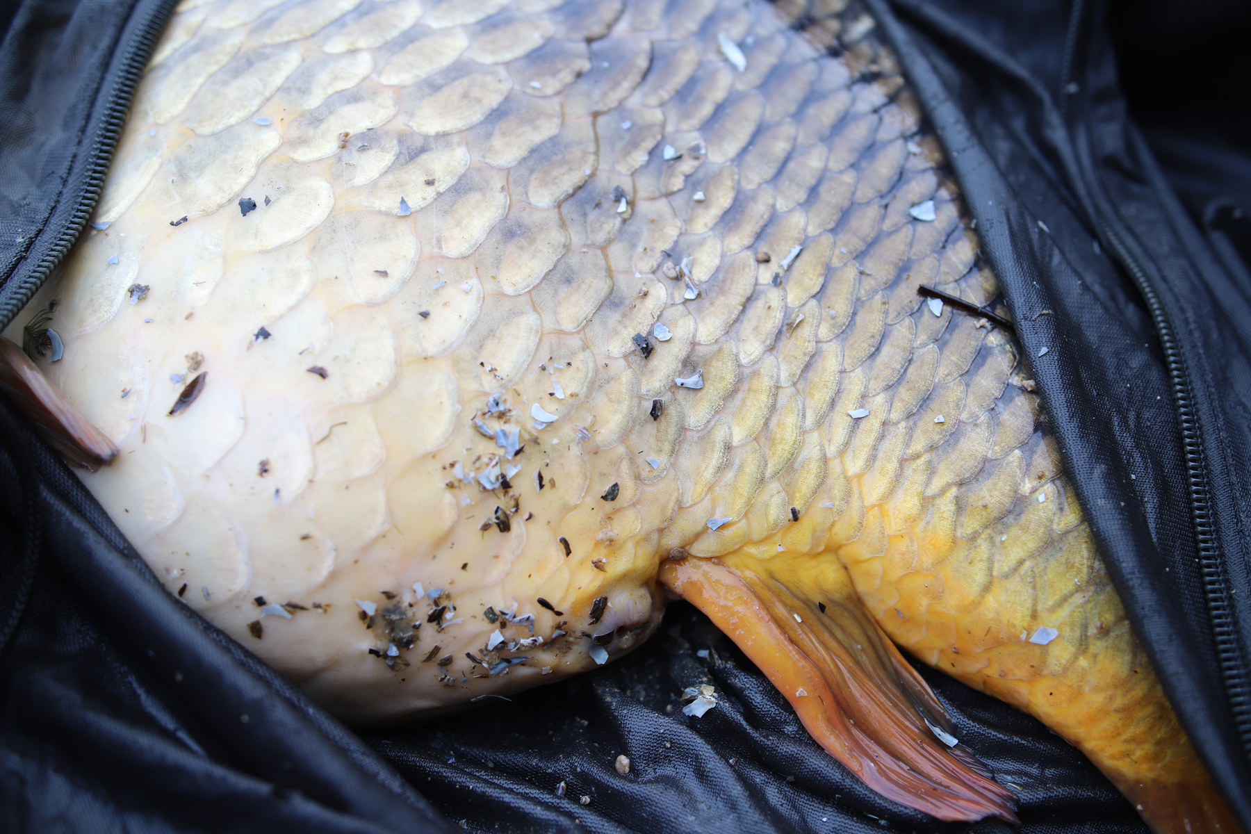 Volker Seuß verschreibt sich im Rahmen des Bloodworm Projekts der Bloodworm Boilie Range von Naturebaits und berichtet im Bloodworm Blog